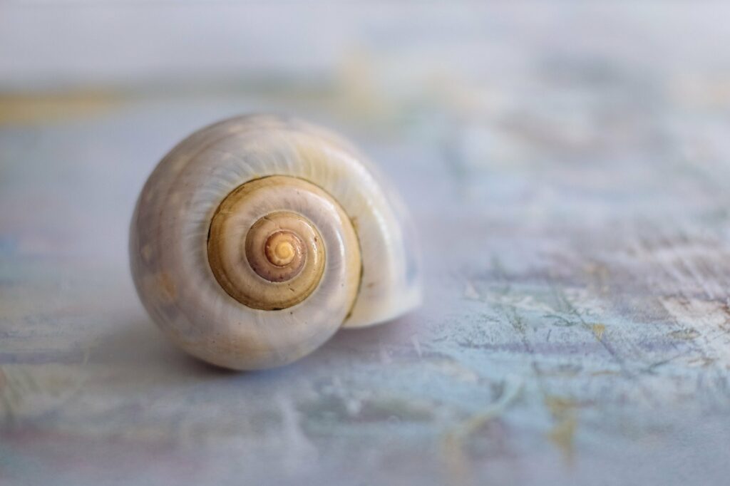 Du siehst hier ein wunderschönes perlmuttfarbenes Schneckenhaus als Symbol für den Focus auf inneres Erleben.